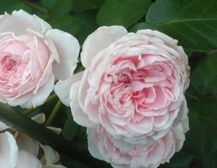 Можно ли выращивать чайно гибридную розу в квартире?