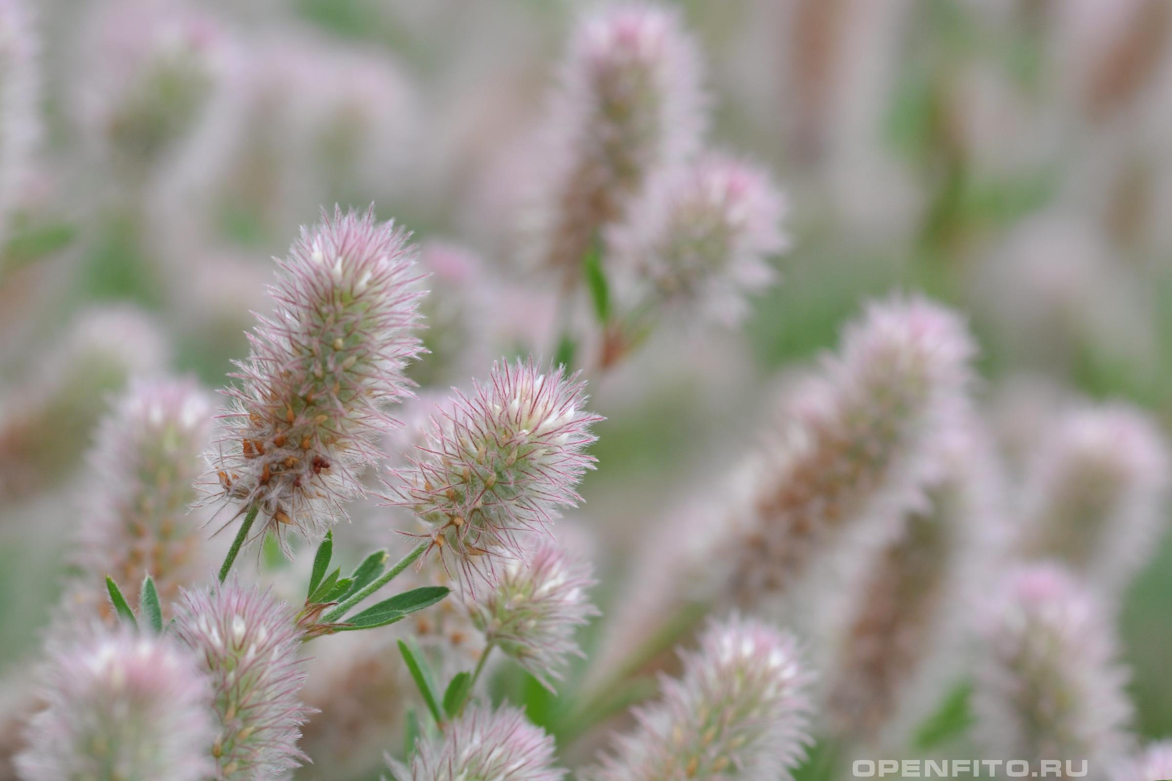 Клевер пашенный пушистые розоватые цветки травы