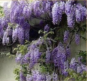 лиана в саду
