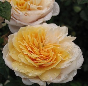 Розы кустовые- сорта, особенности, посадка, уход и выращивание