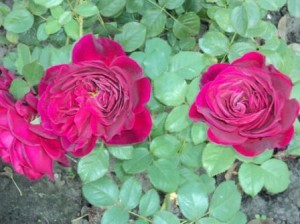 Розы кустовые- сорта, особенности, посадка, уход и выращивание