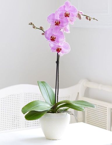 величесвтенная красавица орхидея требует много внимания