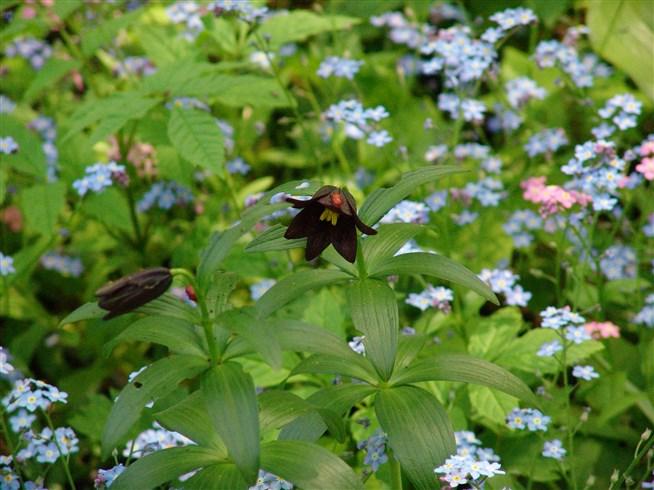 Фритиллярия качатская отличается формой цветка и его окраской 