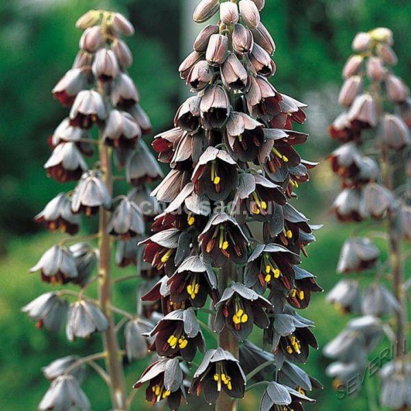 Темно бардовые цветки рябчика персидского плотно сидят на стволе 
