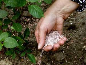 осенью подкармливают калийно-фосфорными удобрениями