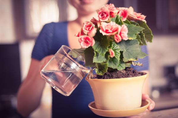 11 натуральных удобрений для домашних цветов