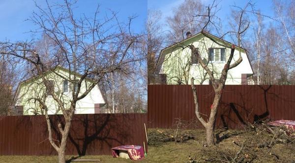 Как омолодить старую яблоню