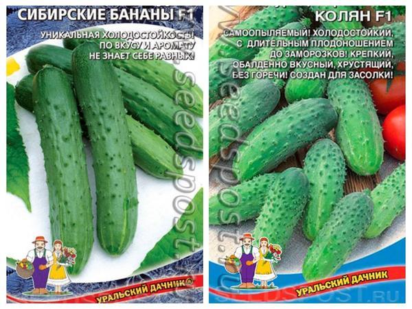 5 сортов огурцов, которые дадут урожай в любых условиях