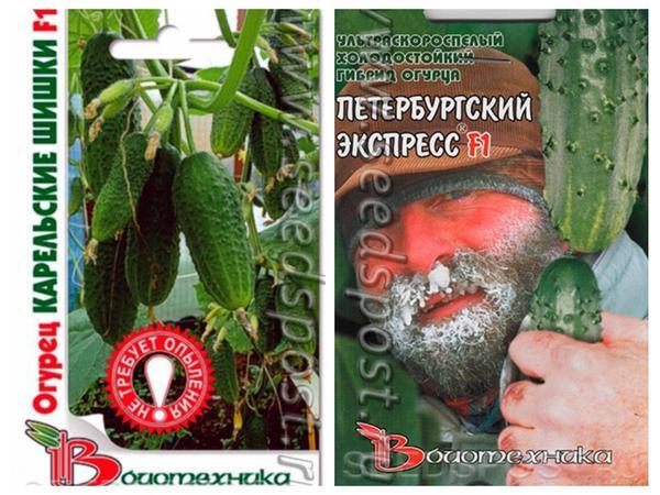 5 сортов огурцов, которые дадут урожай в любых условиях
