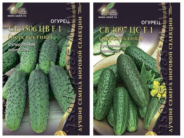 5 сортов огурцов, которые дадут урожай в любых условиях