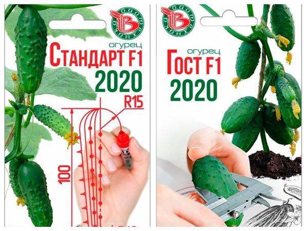 5 сортов огурцов, которые дадут урожай в любых условиях
