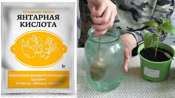 Как янтарная кислота помогает рассаде