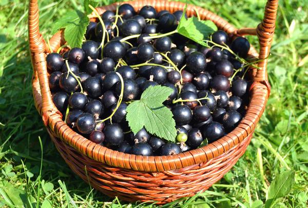 Почковый клещ на смородине: как с ним бороться