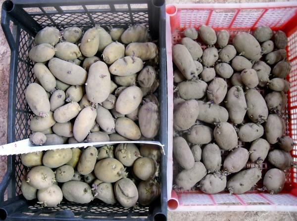 Пора готовить картофель к посадке