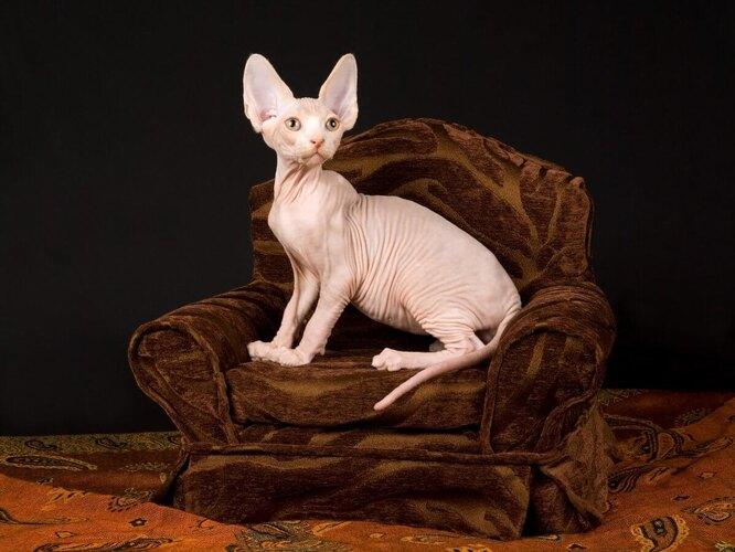 Настоящая экзотика — самые редкие породы домашних кошек