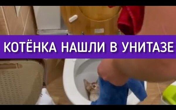 «Орет, но жаждет жить»: в Ленобласти из унитаза вылез живой котенок