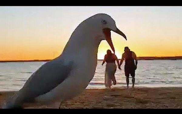 Влюблённые хотели снять романтическое видео на закате, но тут вмешалась чайка
