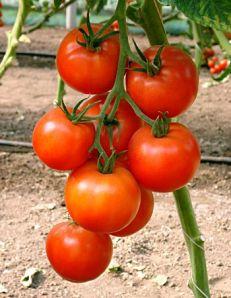 Как вырастить томат